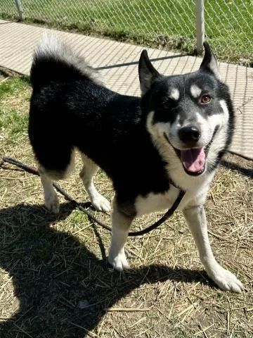 A young medium-sized male Siberian Husky dog named Maverick for adoption in Clinton Township, MI