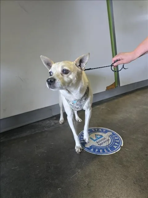 An adult small-sized male Chihuahua dog named Toby for adoption in Los Angeles, CA
