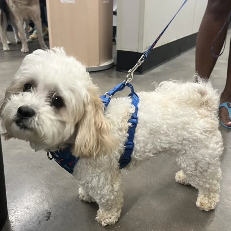 An adult small-sized male White / Cream Maltese dog named Jackson for adoption in Tampa, FL