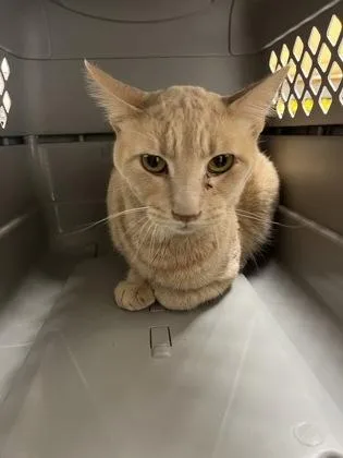 An adult small-sized male Orange / Red Domestic Short Hair cat named Freddie for adoption in Sacramento, CA