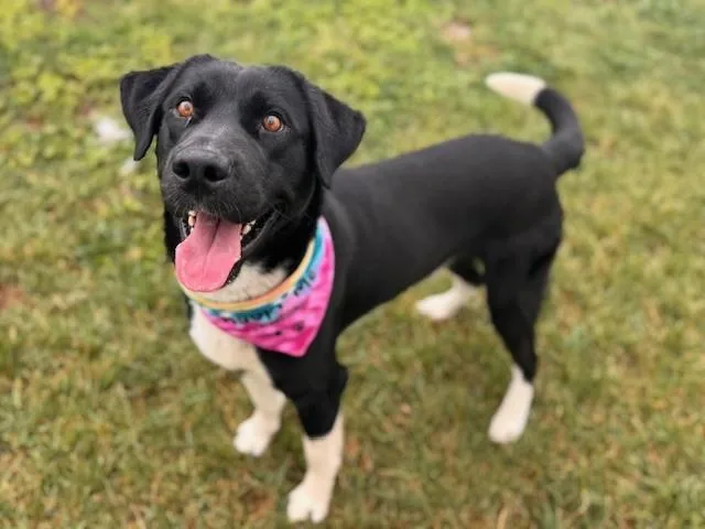 An adult large-sized male Labrador Retriever dog named Skunk for adoption in Fairfield, CA