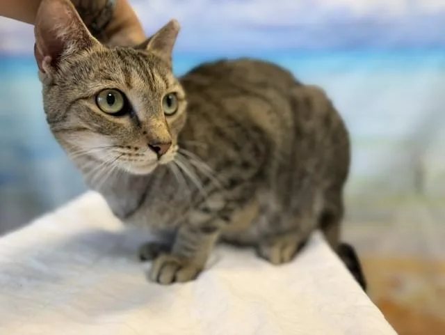 A young small-sized male Domestic Short Hair cat named Charlie for adoption in Miami, FL