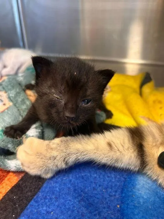 A baby medium-sized male Domestic Short Hair cat named Toothless for adoption in Minot, ND