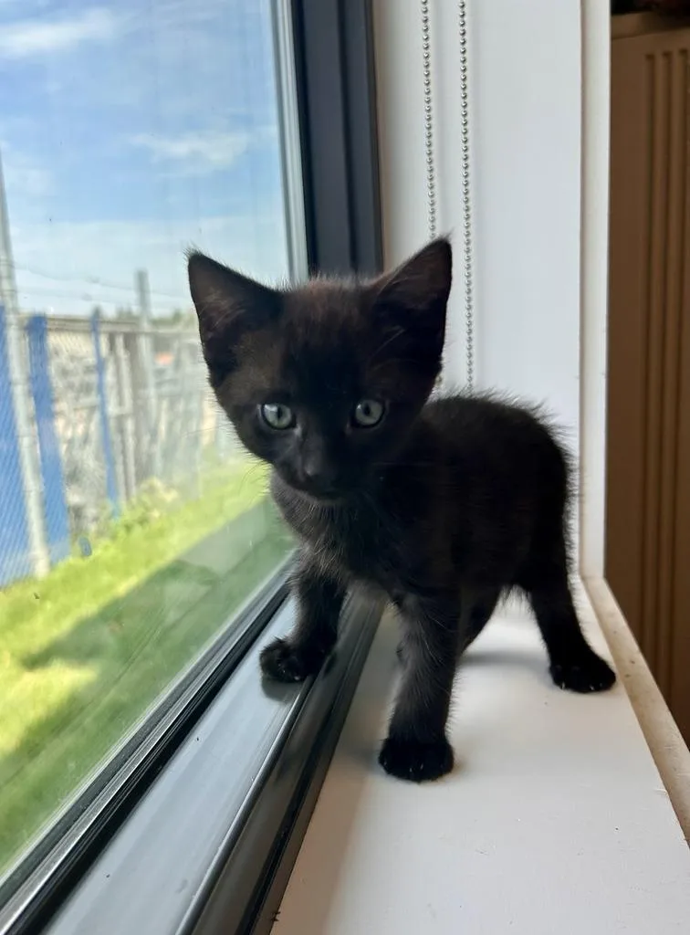 Toothless thumbnail 2