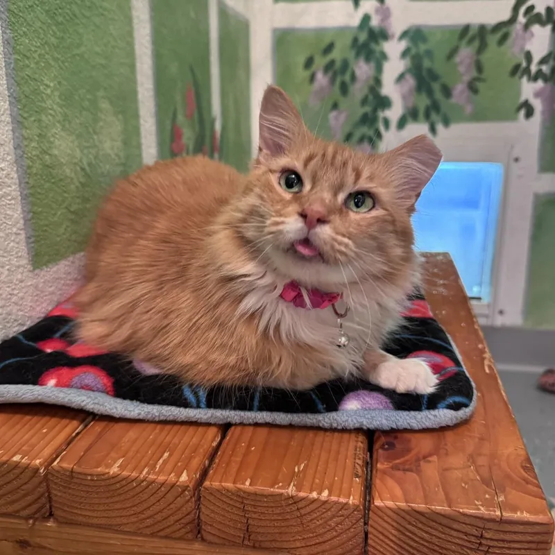 An adult medium-sized female Domestic Short Hair cat named Spot Kcf for adoption in Lincoln, CA