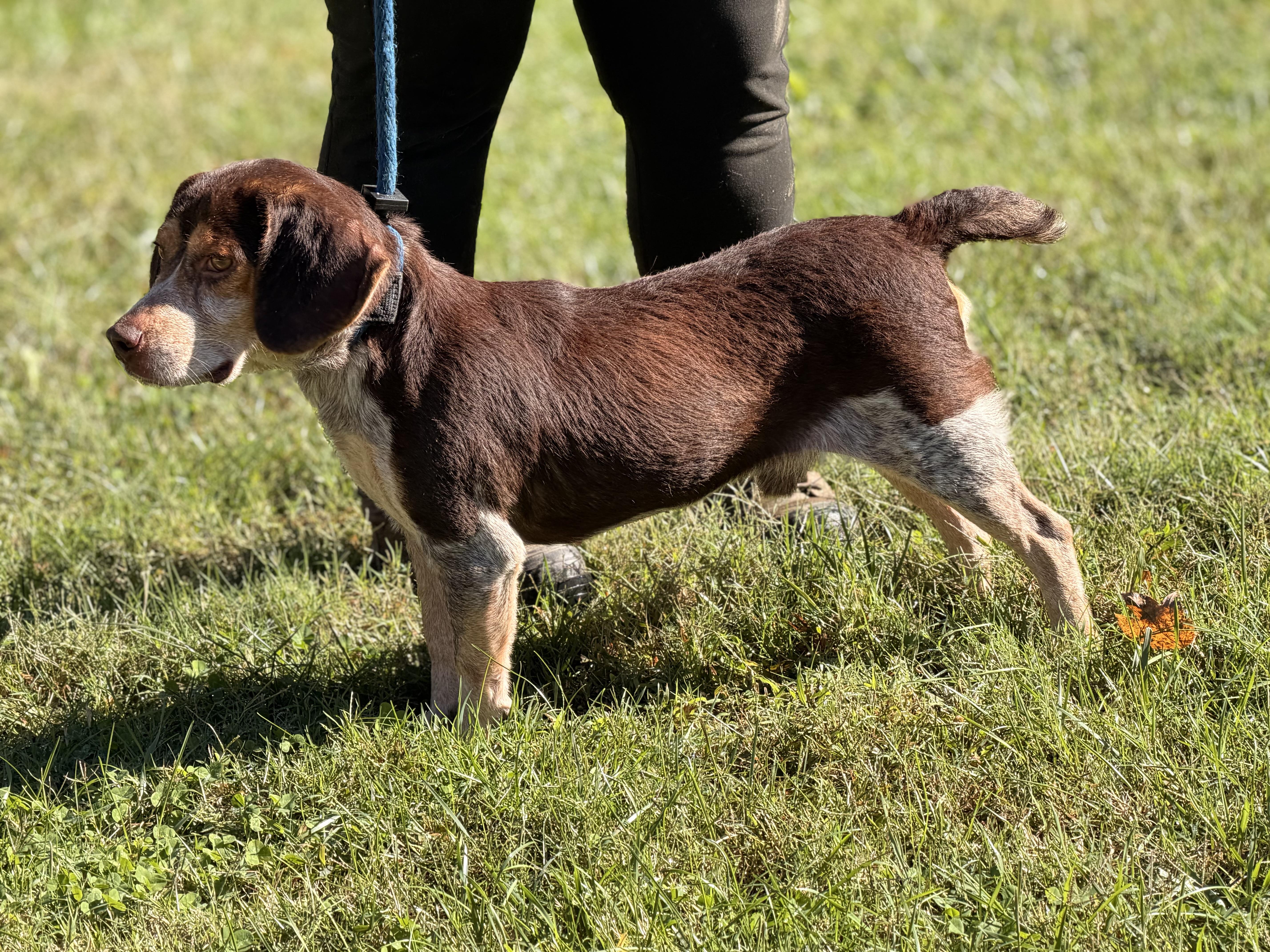 An adult small-sized male Beagle dog named Scuttlebutt for adoption in Meherrin, VA