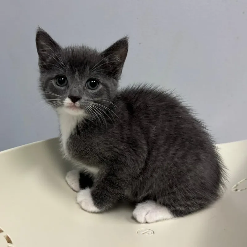 A baby small-sized female Gray / Blue / Silver Domestic Short Hair cat named Haagen Dazs for adoption in Columbus, GA