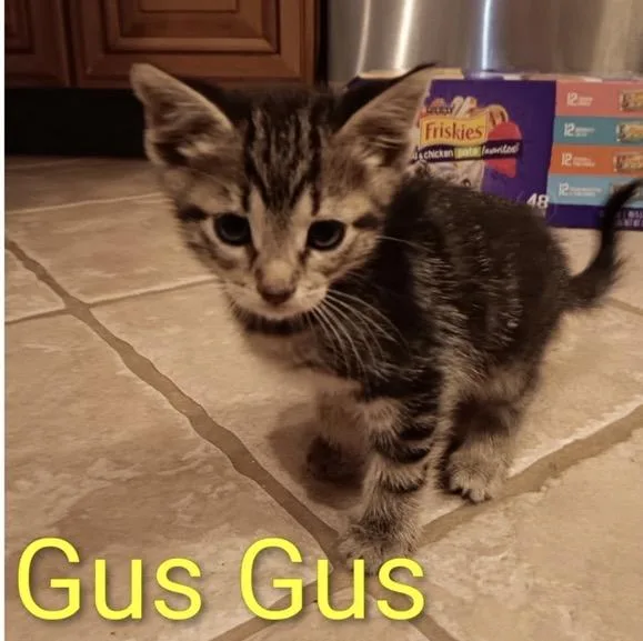 A baby medium-sized male Domestic Short Hair cat named Gus Gus for adoption in Crown Point, IN