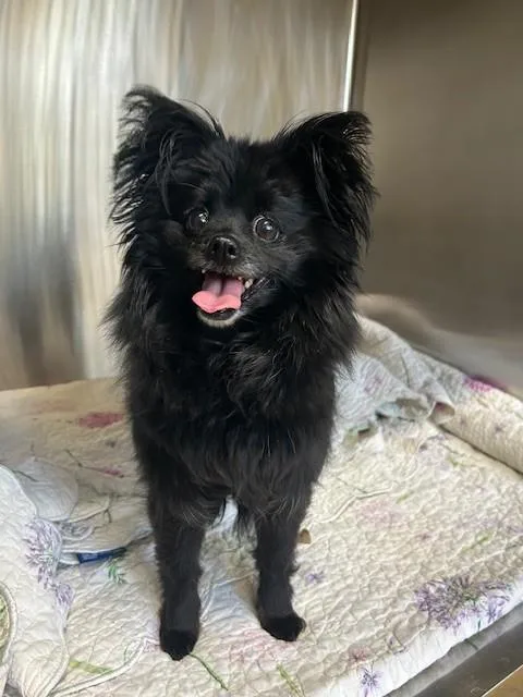 An adult small-sized female Pomeranian dog named Lauryn for adoption in Derwood, MD
