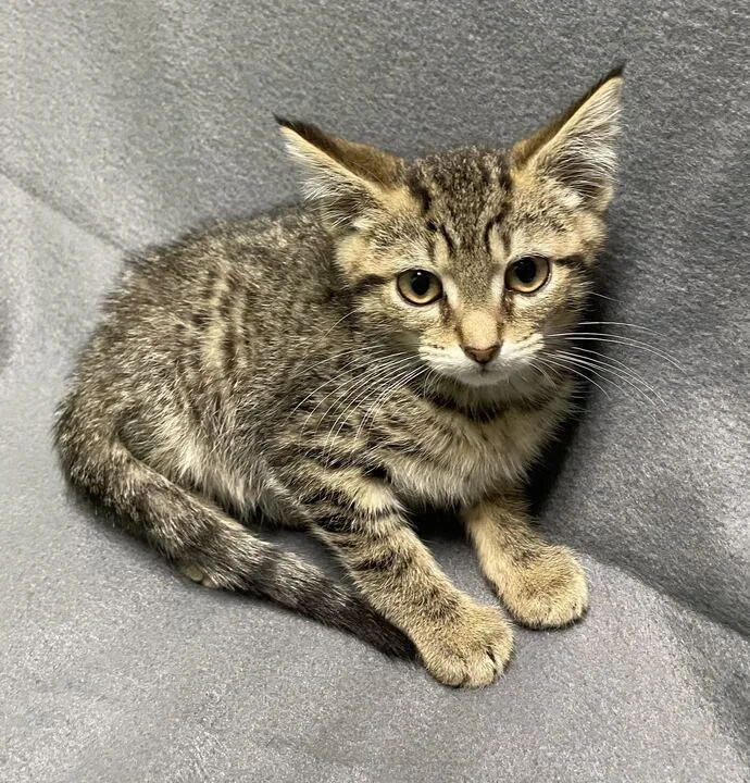 A baby small-sized male Domestic Short Hair cat named Mufasa for adoption in Jackson, MI