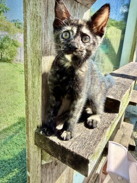 A baby small-sized female Tortoiseshell cat named Mariska for adoption in Homestead, FL
