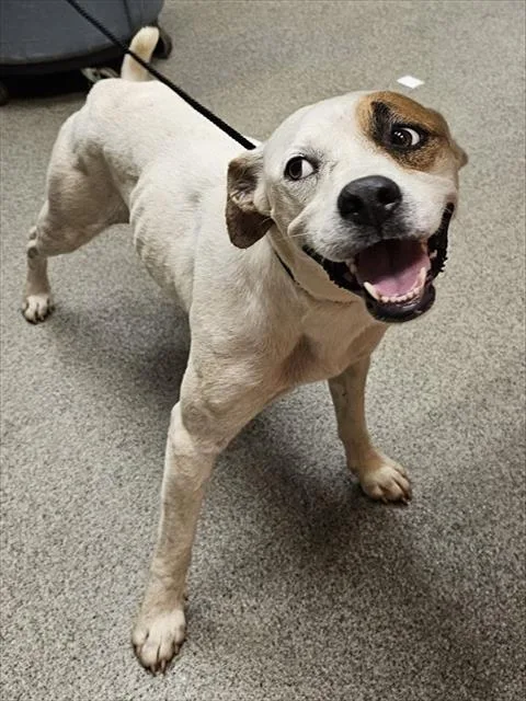 An adult medium-sized female Boxer dog named Supra for adoption in Huntsville, AL