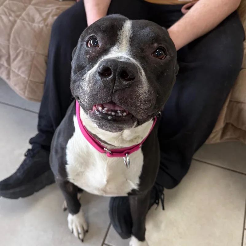 Cheeseboard thumbnail 2