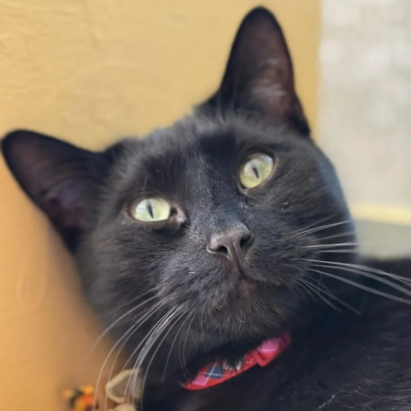 A senior large-sized male Black Domestic Short Hair cat named Inferno for adoption in Tucson, AZ