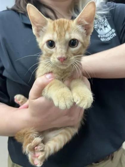 A baby small-sized male Domestic Short Hair cat named Max for adoption in Farmers Branch, TX
