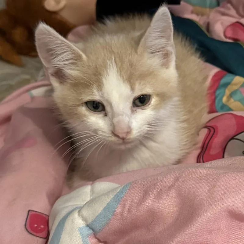 A baby small-sized female Brown / Chocolate Domestic Short Hair cat named Chirp for adoption in Minneapolis, MN