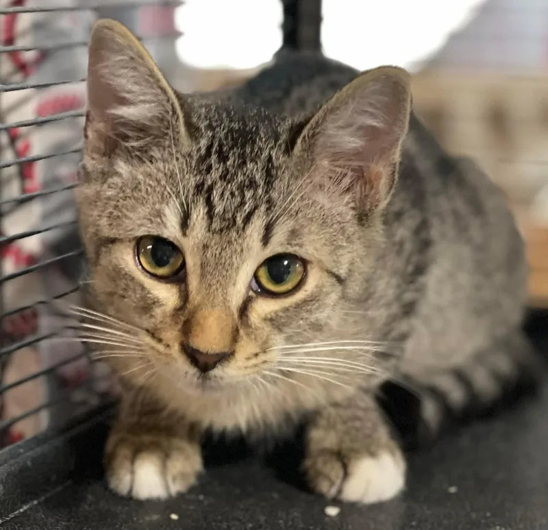 A young medium-sized male Tabby (Brown / Chocolate) Tiger cat named Caden for adoption in Jackson, GA