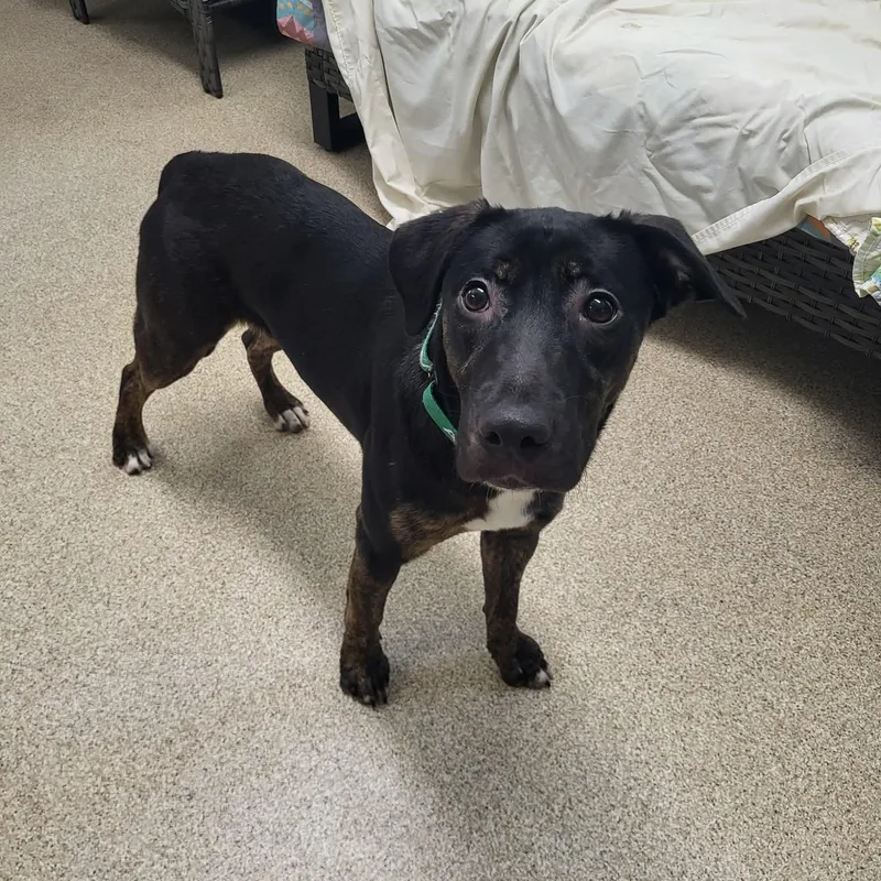 A young medium-sized female Bicolor Mixed Breed dog named Kahlo for adoption in Sunderland, MD