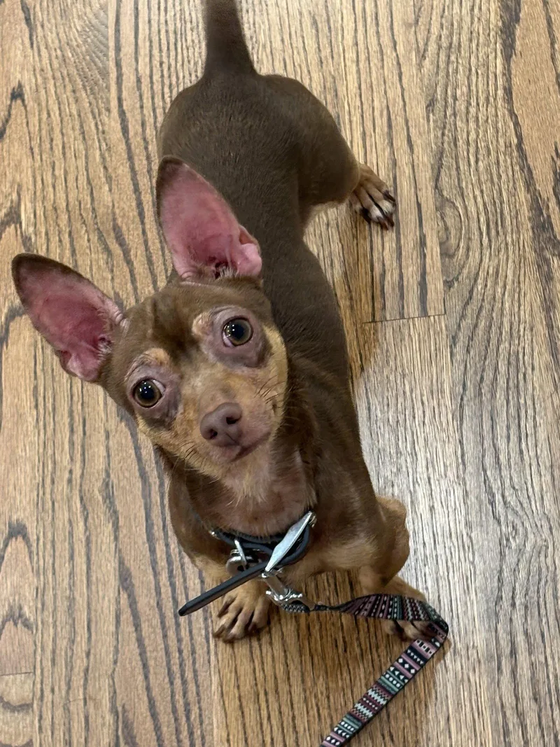 An adult small-sized male Chihuahua dog named Bender for adoption in Holly Springs, NC