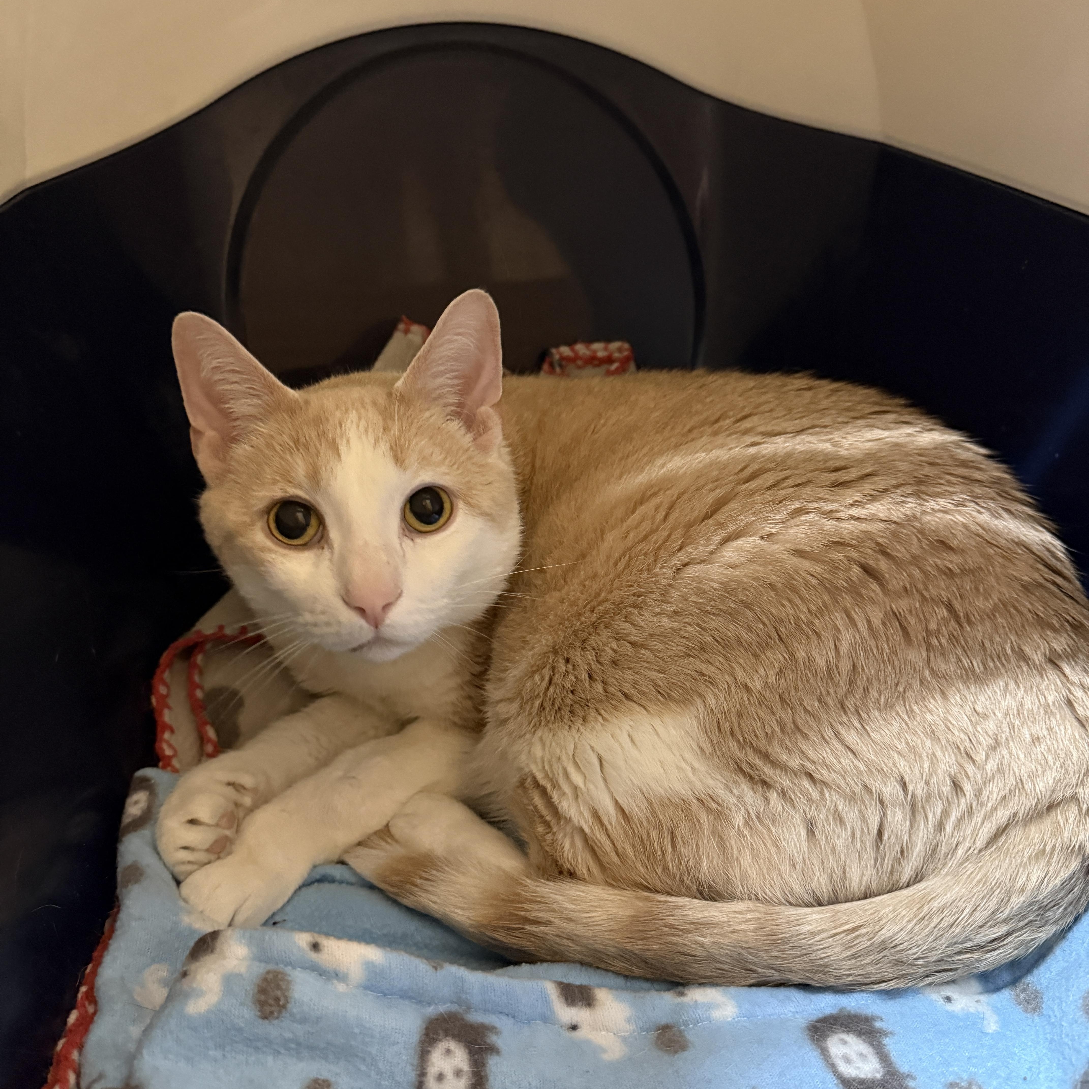 An adult extra large-sized male Domestic Short Hair cat named Fatty & Savy for adoption in Oconto, WI