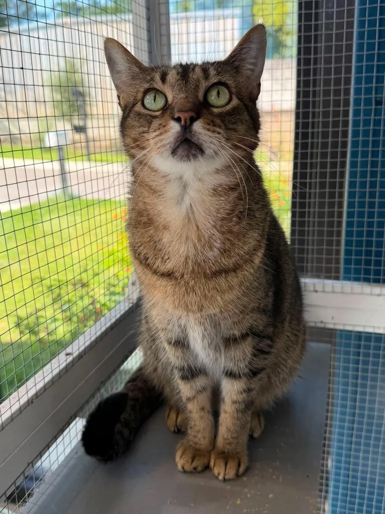 Cathew