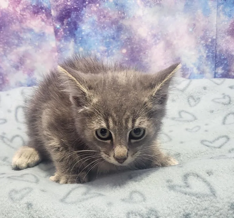A baby small-sized male Domestic Short Hair cat named Mango for adoption in Washington Court House, OH