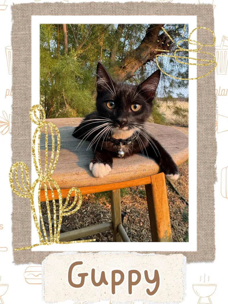 A baby medium-sized male Black & White / Tuxedo Tuxedo cat named Guppy for adoption in Pasco, WA