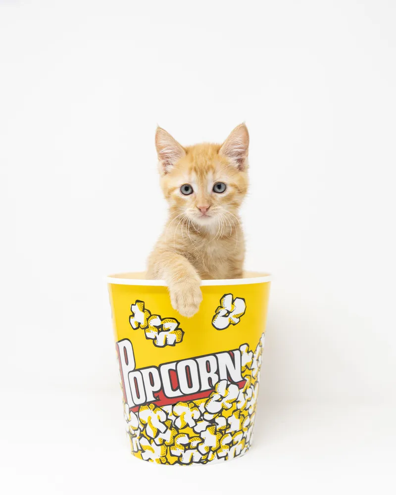 A baby medium-sized male Tabby (Orange / Red) Tabby cat named Willie for adoption in Trophy Club, TX