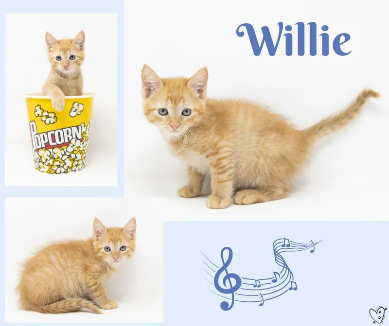 Willie thumbnail 5