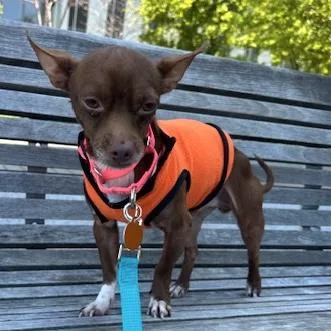 A young small-sized male Brown / Chocolate Chihuahua dog named Brownie for adoption in Brooklyn, NY