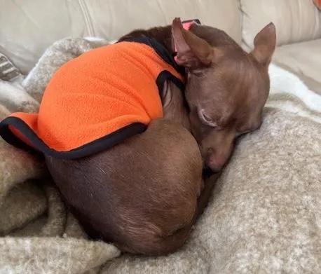 Brownie thumbnail 3