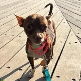 Brownie thumbnail 4