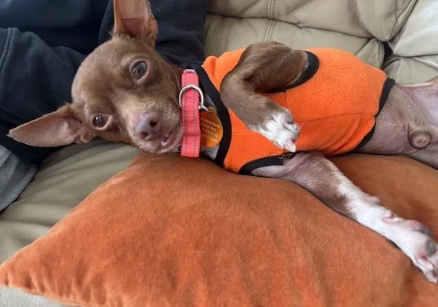 Brownie thumbnail 5