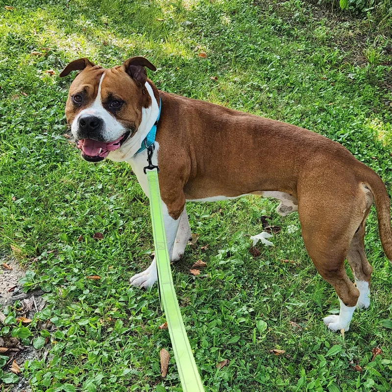 An adult large-sized male American Bulldog dog named Denver for adoption in Warren, OH