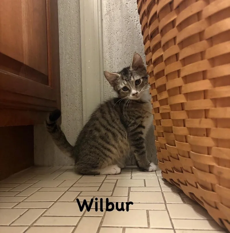 A baby small-sized male Domestic Short Hair cat named Wilbur for adoption in Telford, PA