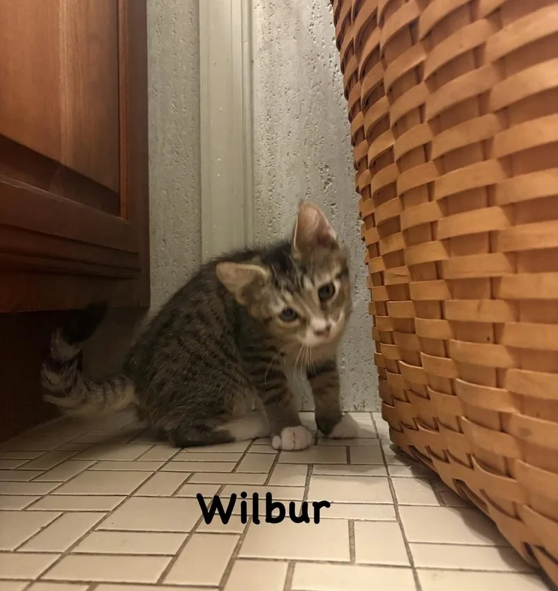 Wilbur thumbnail 2