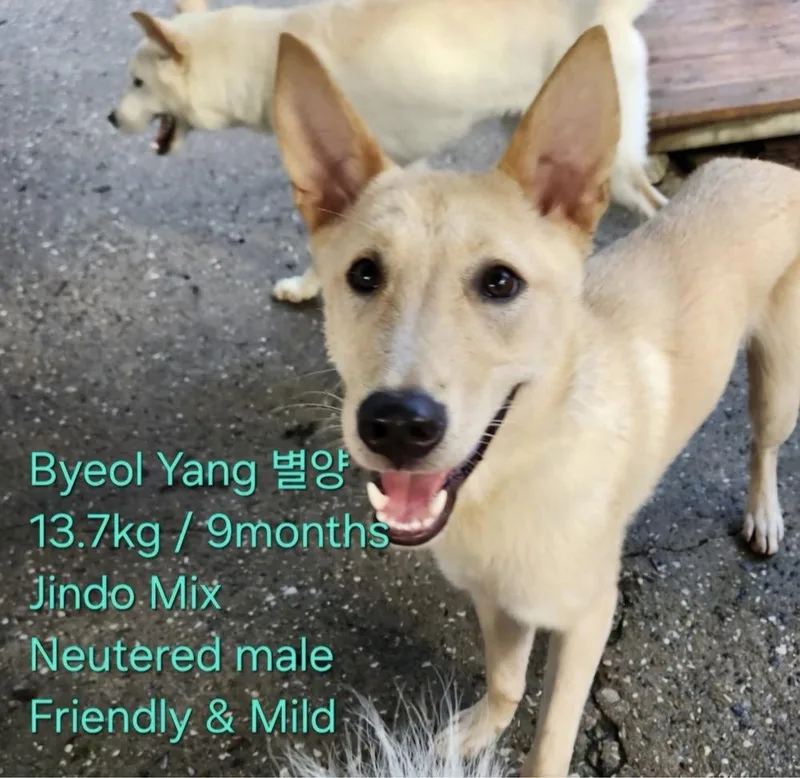 A baby medium-sized male Jindo dog named Byeol Yang for adoption in Long Island City, NY