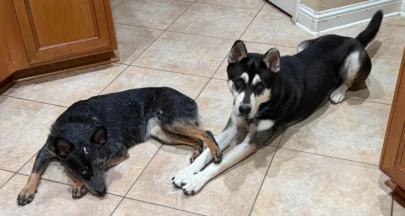 A young large-sized male Husky dog named Ace for adoption in Houston, TX