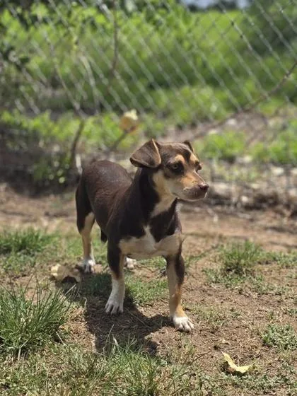 An adult small-sized female Chihuahua dog named Cade for adoption in Houston, TX