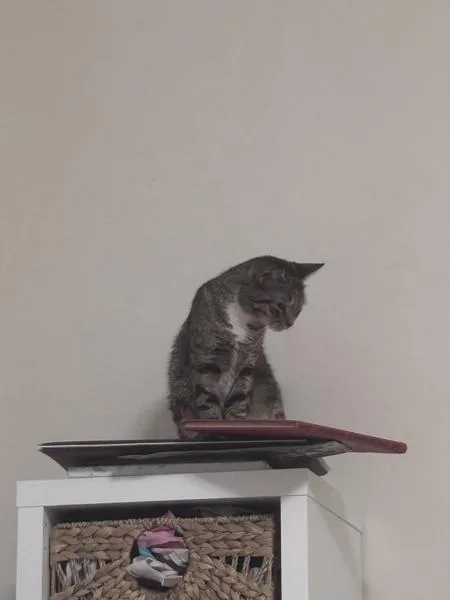 A young medium-sized female Domestic Short Hair cat named Ocho for adoption in Ridgewood, NY