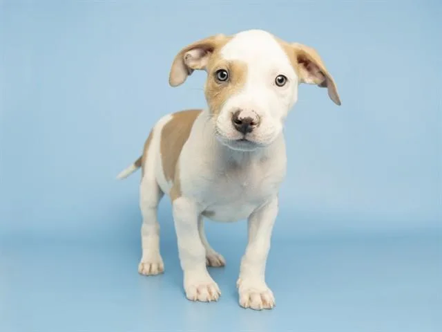 Darwin