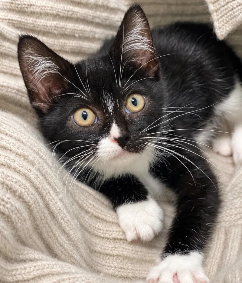 A baby large-sized female Domestic Short Hair cat named Flower for adoption in Decorah, IA