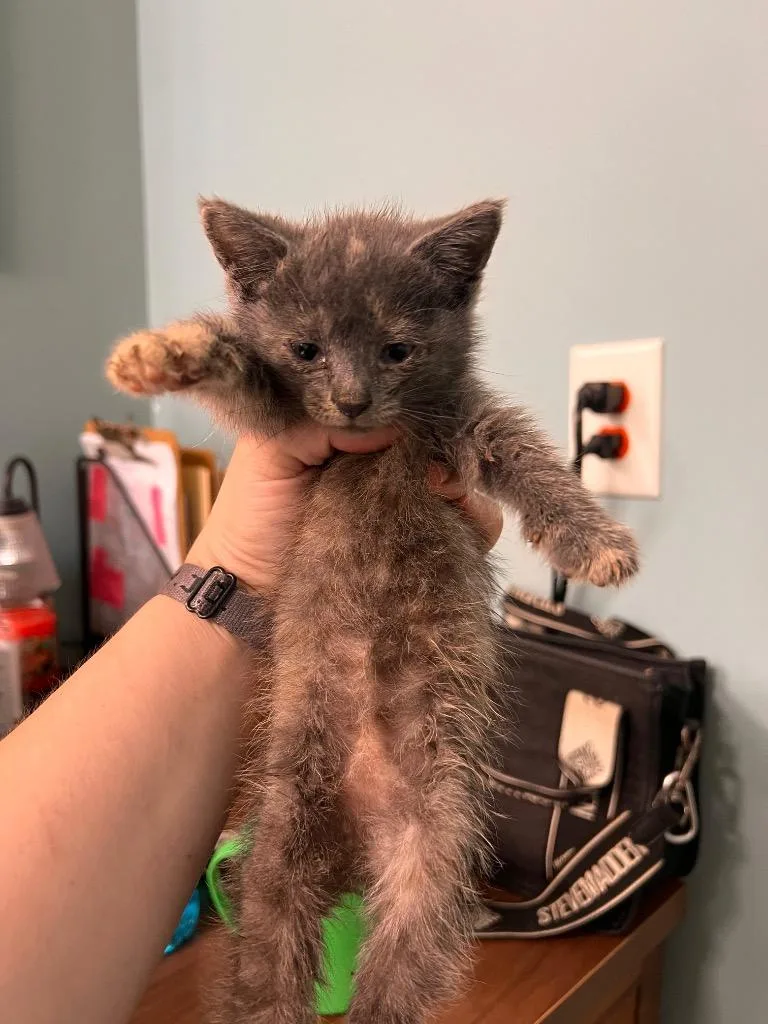 A baby small-sized female Domestic Short Hair cat named Holly for adoption in Danielsville, GA