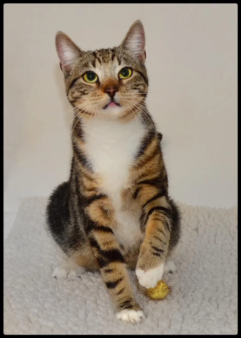 A baby small-sized male Tabby (Brown / Chocolate) Domestic Short Hair cat named Carl A for adoption in San Andreas, CA