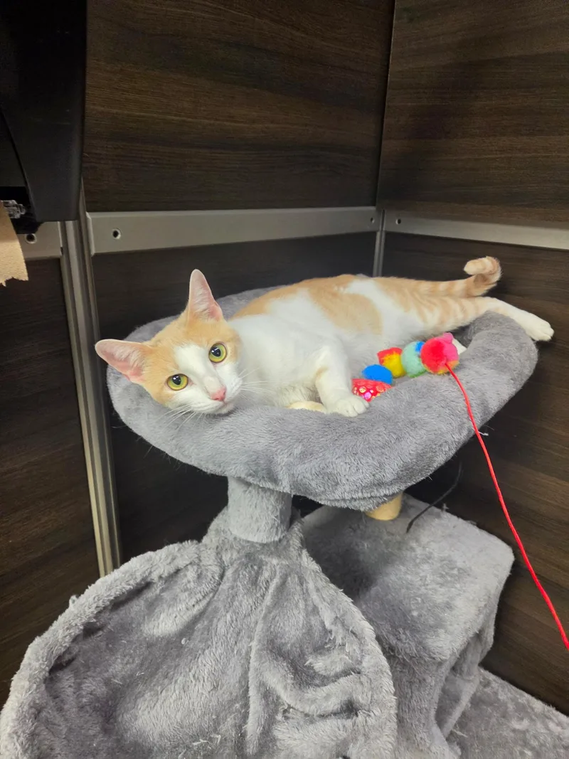 An adult medium-sized female Buff & White Domestic Short Hair cat named Gracie for adoption in Blaine, MN