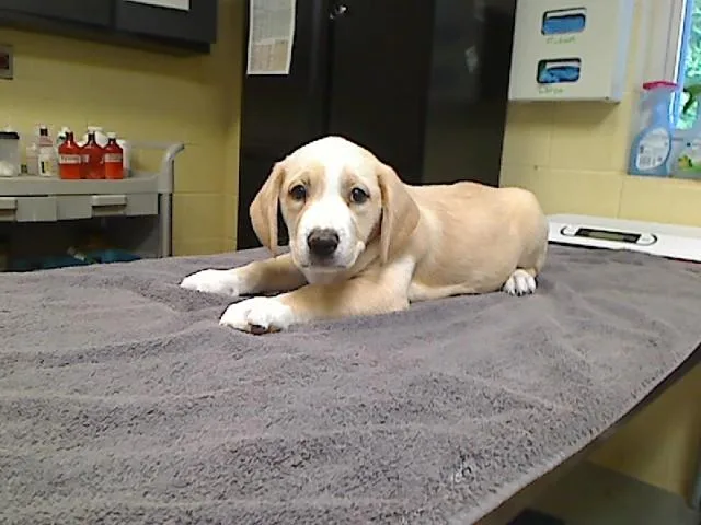 A baby large-sized male Labrador Retriever dog named Blondie for adoption in Cookeville, TN