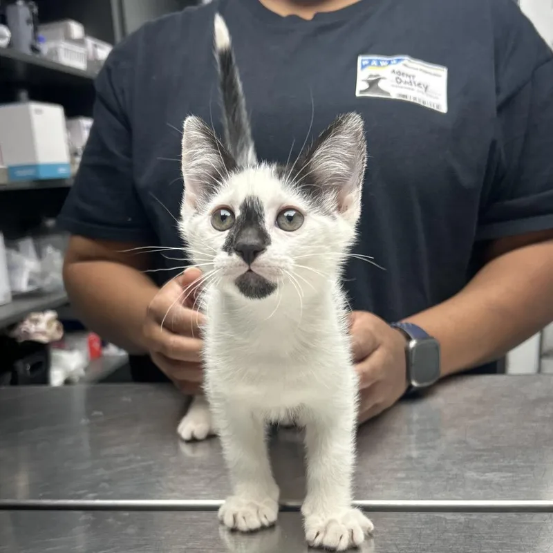 A baby small-sized male Black Domestic Short Hair cat named Muscle Man for adoption in Decatur, GA