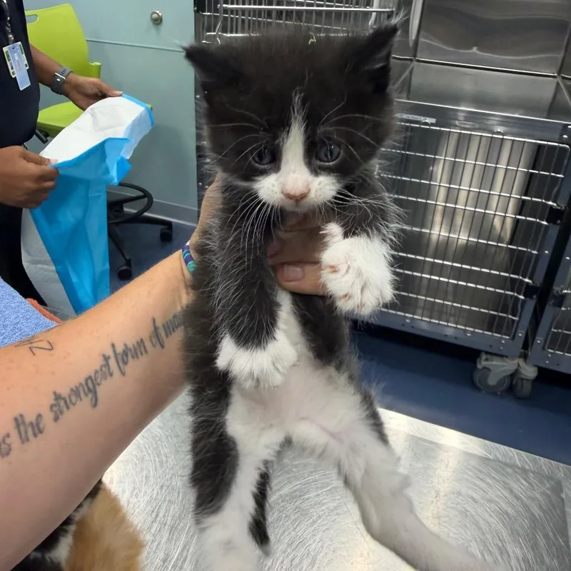 A baby small-sized male Black Domestic Short Hair cat named Tantric for adoption in Greensboro, NC