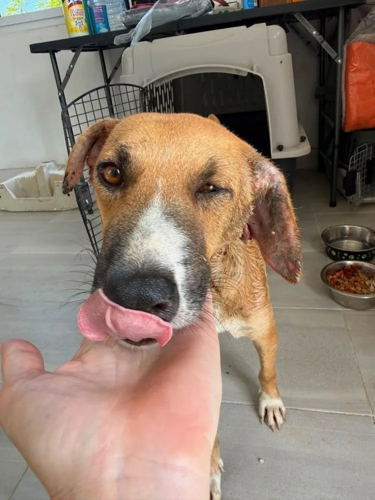 A young medium-sized female Tricolor (Brown, Black, & White) Labrador Retriever dog named Vida for adoption in Saint Petersburg, FL