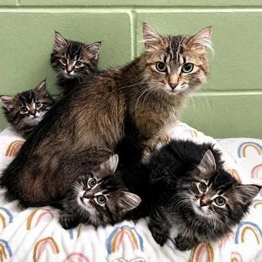An adult medium-sized female Domestic Medium Hair cat named Sundae for adoption in Rochester, MN